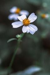 IMGP9754-编辑