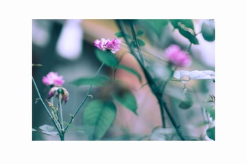 IMGP0654-编辑