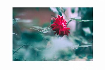 IMGP0656-编辑