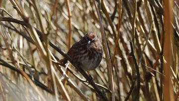 DSC_3570.jpg