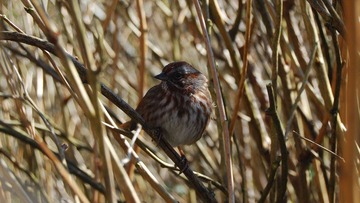 DSC_3571.jpg