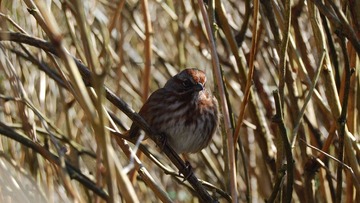 DSC_3572.jpg
