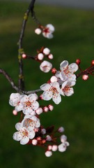 DSC_3606.jpg