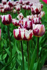DSC_3959.jpg