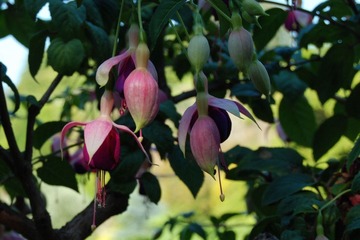 DSC_5051.jpg