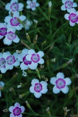 DSC_5066.jpg