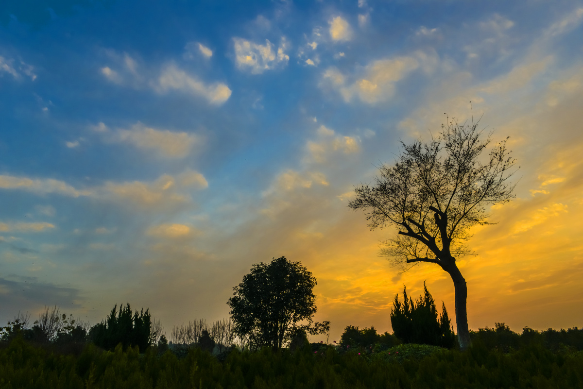 晚霞中的一棵树