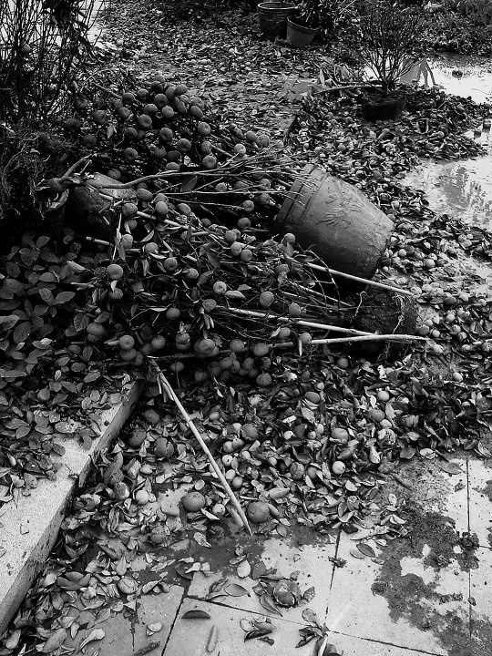 倒落的花盆 br />