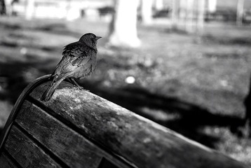 DSC_0612.jpg