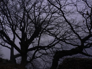 王相岩  悬崖古木01.jpg