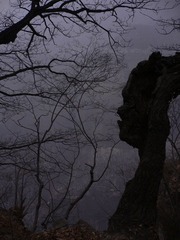 王相岩  悬崖古木02.jpg