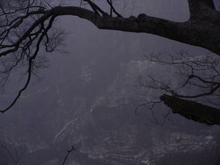 王相岩  悬崖古木03.jpg