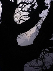王相岩  悬崖古木06.jpg