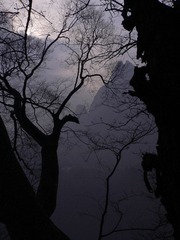 王相岩  悬崖古木08.jpg
