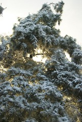 DSC_0175.jpg