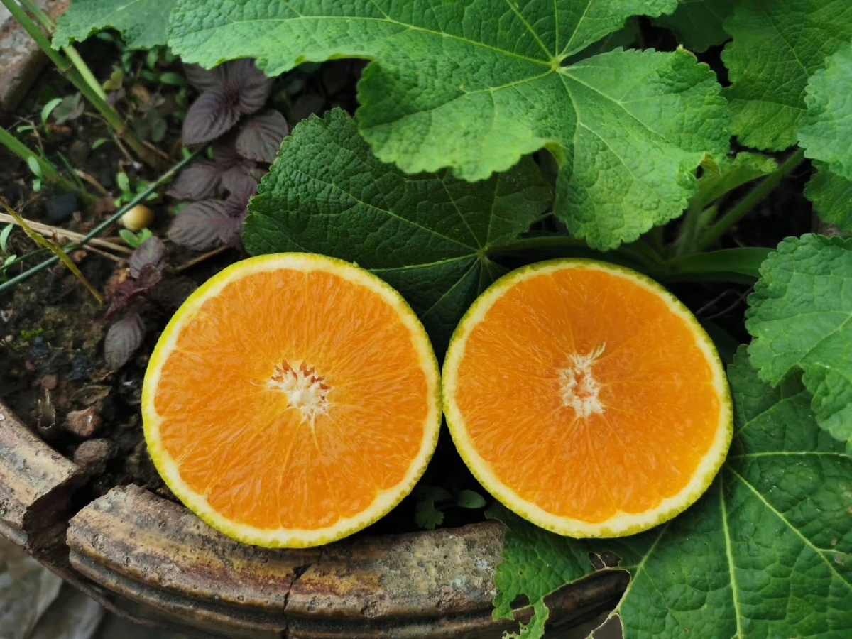 蜜奈夏橙天天边摘边发货一直有售哟