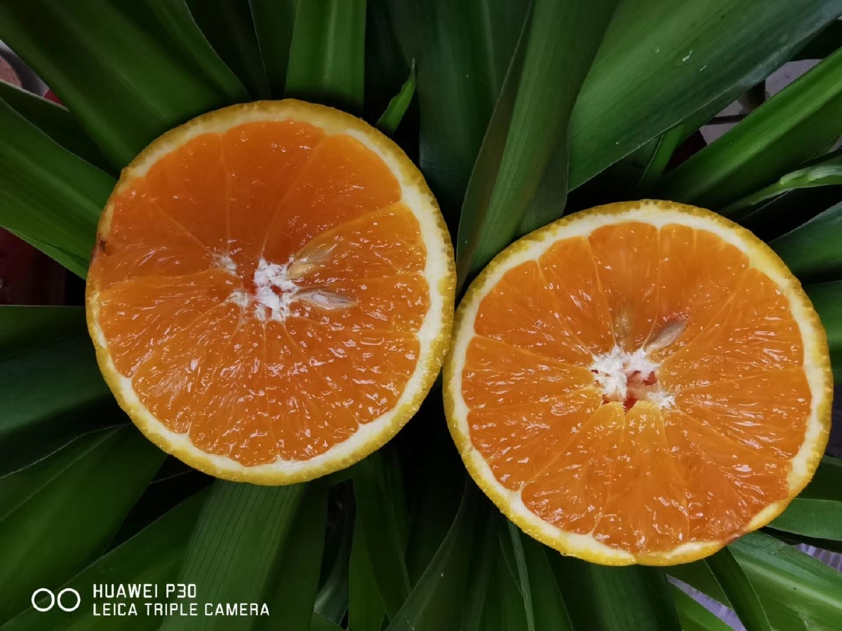 蜜奈夏橙天天边摘边发货一直有售哟