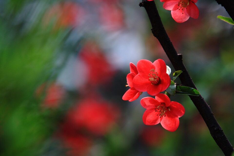 桃花<br />
