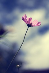高原的花.jpg