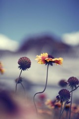 高原菊1.jpg