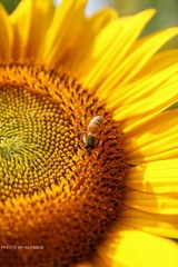 IMG_3746.jpg