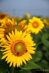 IMG_3760.jpg
