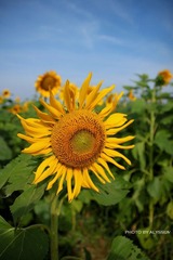 IMG_3766.jpg