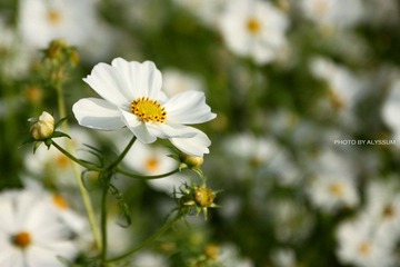 IMG_3697.jpg
