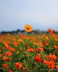 IMG_3673.jpg