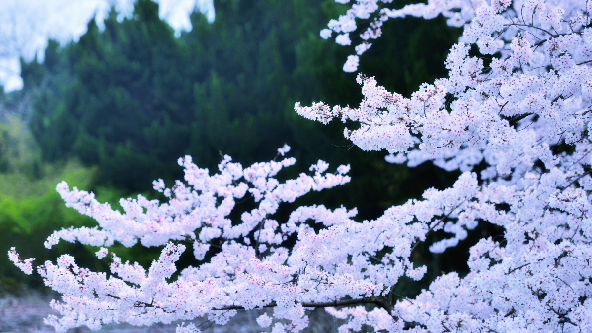 我的2019樱花季02