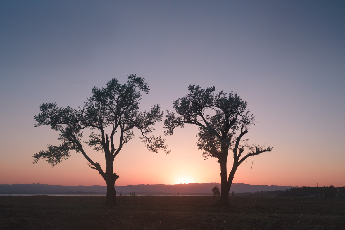 屹立在旷野的两棵树
