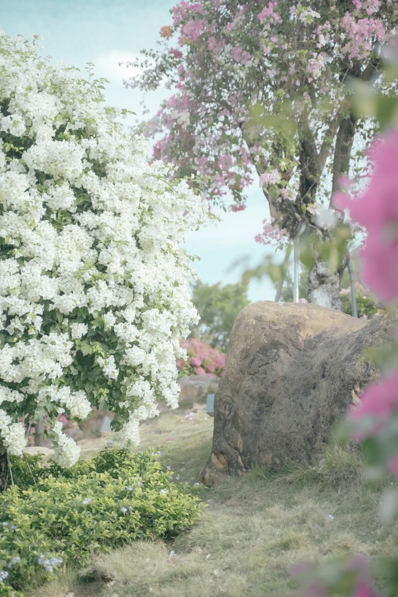 青秀山三角梅非常漂亮的花海