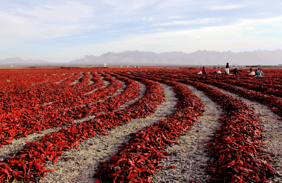 每年10月新疆的拜城县红辣椒丰收,农民在戈壁上晾晒红辣椒.