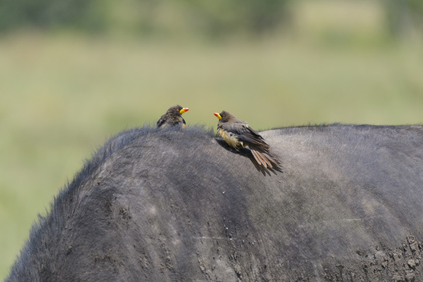 城郊菜农的孩子与蚊虫相伴