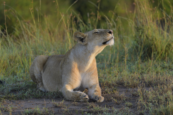 孩子们习惯赤脚在菜地里玩耍.