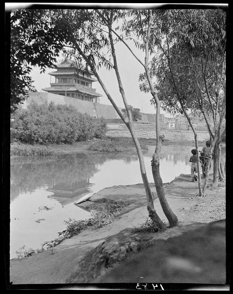 东直门和树