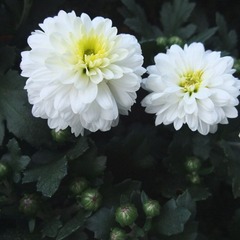 菊.jpg