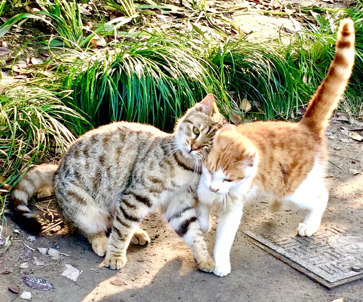 公园偶遇一对亲亲我我的小猫咪