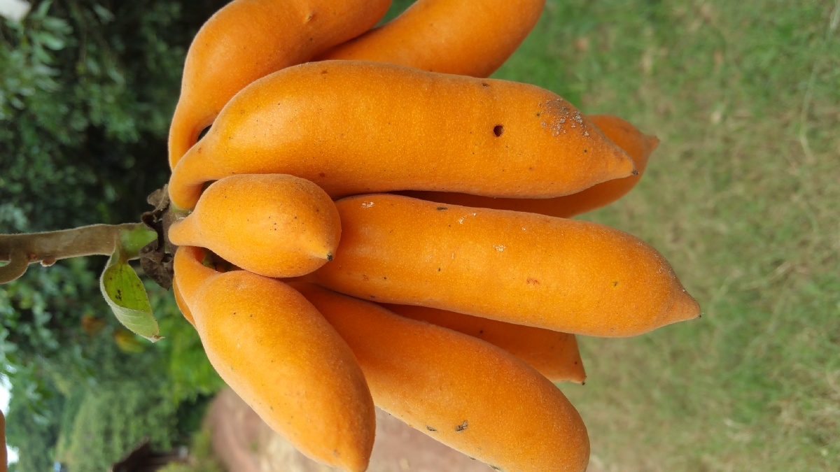 广西深山野林的野香蕉