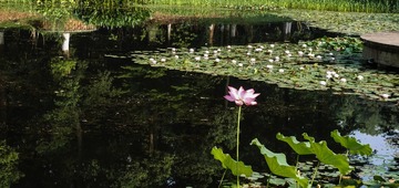 荷花2014072702