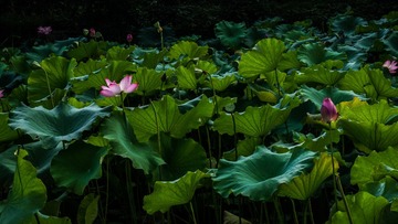 荷花2014072703