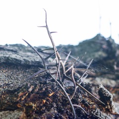 bois001