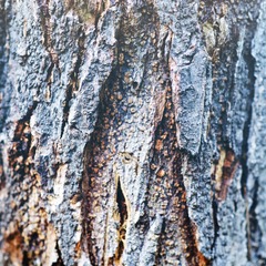 bois001-1