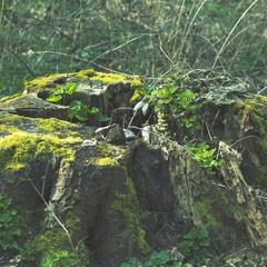 bois003