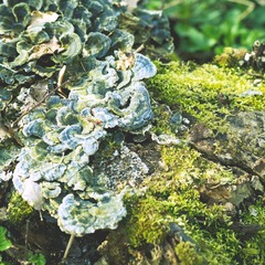 bois003-1