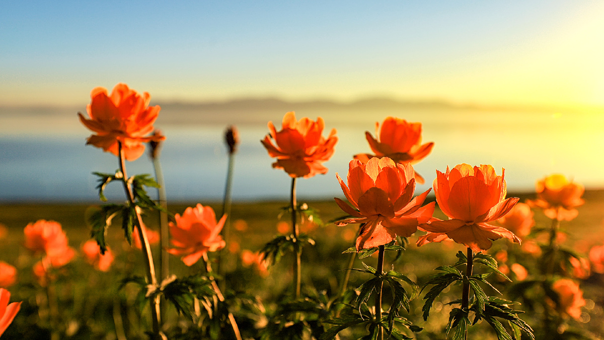 天还没亮,我们就从清水河镇出发去奎屯,绕道赛湖正好日出,湖边的金莲