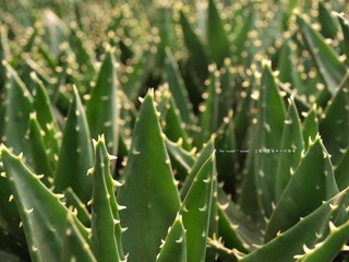 PB033529.jpg