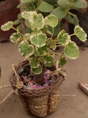 PB033546.jpg