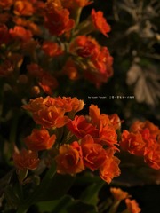 PB033573.jpg