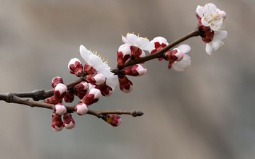 照片 192_1